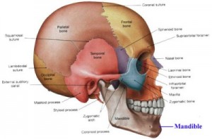 mandible